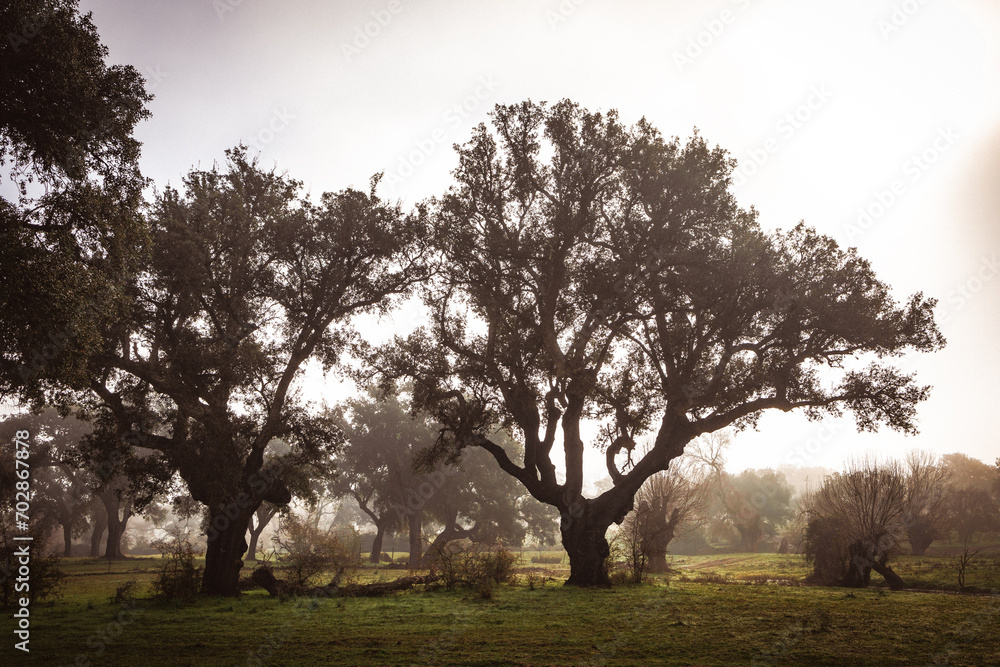 A Romantic Journey on the Lonely Road. A Misty Morning on the Spanish Countryside Road A Romantic Journey on the Lonely Road. A Misty Morning on the Spanish Countryside Road