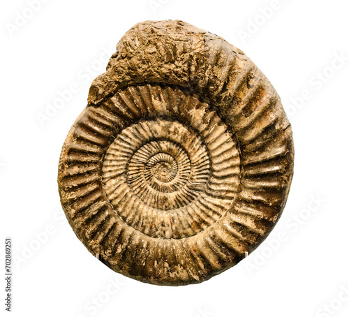 Marine animal mollusk fossil impint