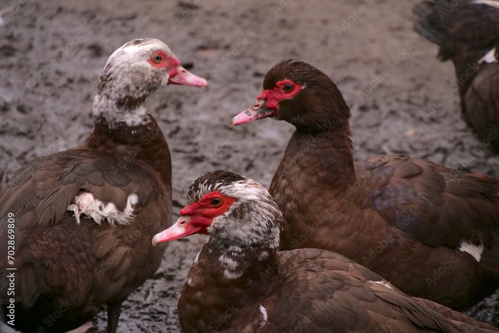 Indian Duck, Muscovy Duck, Muscovy Ducks On The Farm Indian Duck, Muscovy Duck, Muscovy Ducks On The Farm
