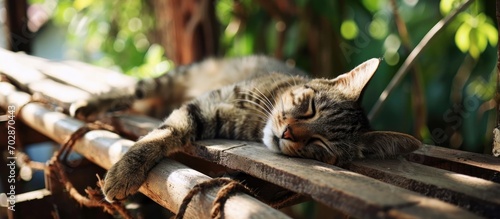 Exhausted feline resting on cat bridge; behaviors and wellness.