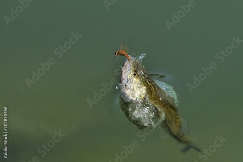 Black bass in predazione libellula photo