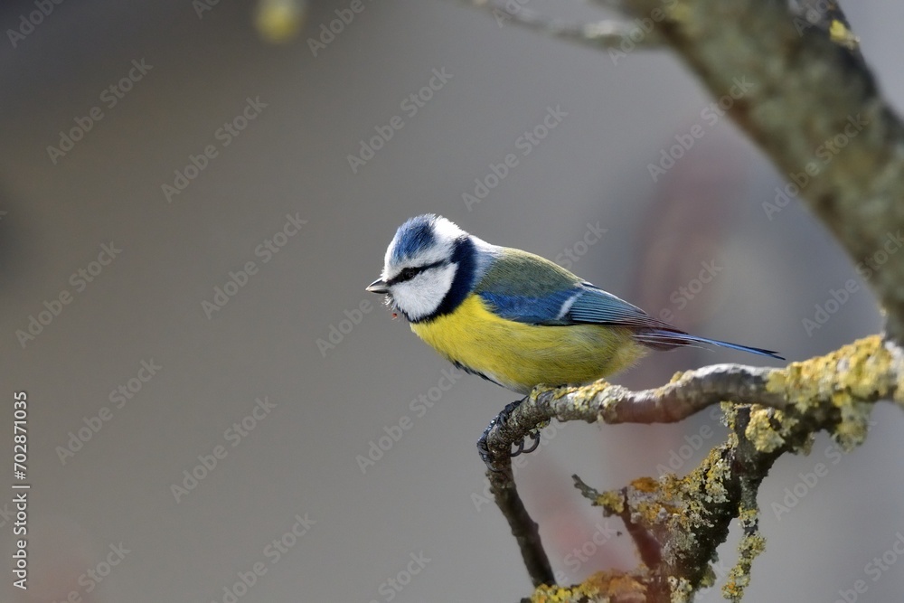 Obraz premium Cinciarella su ramo