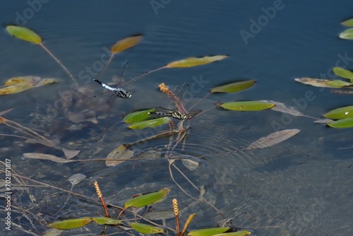Orthetrum albistylum,coppia in volo sull'acqua photo