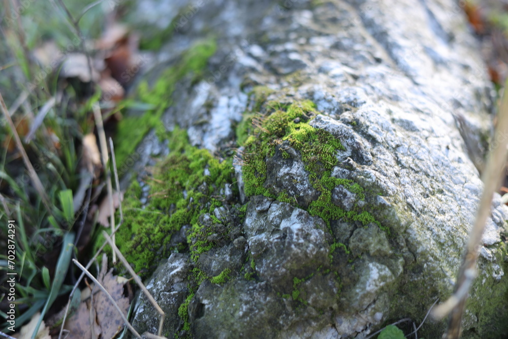 moss on stone moss on stone