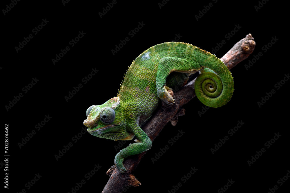 Female fischer chameleon on a black background - obrazy, fototapety, plakaty 