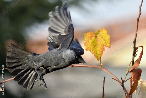 Corvus monedula in volo photo