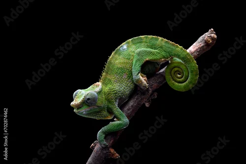Fototapeta na wymiar Female fischer chameleon on a black background