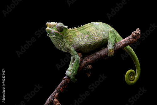 Female fischer chameleon on a black background © DS light photography
