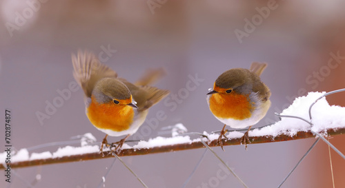 Dynamics of movements of small robins on a wire fence...