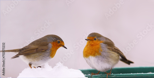 Two robins stand opposite each other in winter against a background of snow..