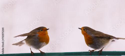Two robins stand opposite each other in winter against a background of snow..  © chermit