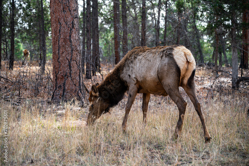 Elk in Grand Canyon National Park
