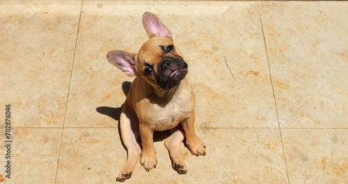 The amusing Frenchie puppy attentively tilts its head to right and left multiple times, then lets out single bark. A funny portrait of 6-month-old female dog sitting and looking directly at camera. photo