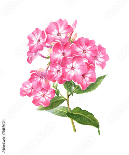 Watercolor illustration of a branch of white-pink phlox in botanical style. Gardening flower on a white background. Drawing for postcards, stickers, scrapbooking, posters, prints. © Irina