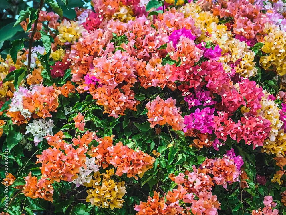 Obraz premium Colorful of Bougainvillea spectabilis (great bougainvillea) flowers. The beautiful multicolored of bougainvillea flowers planted in the garden. Nature background. Bougainvillea flower, Paper flower.
