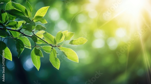 Tree branches on spring blurred background with sun rays