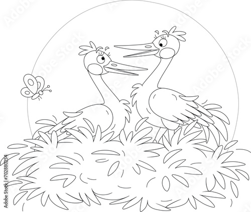 Pair of cute storks chattin...