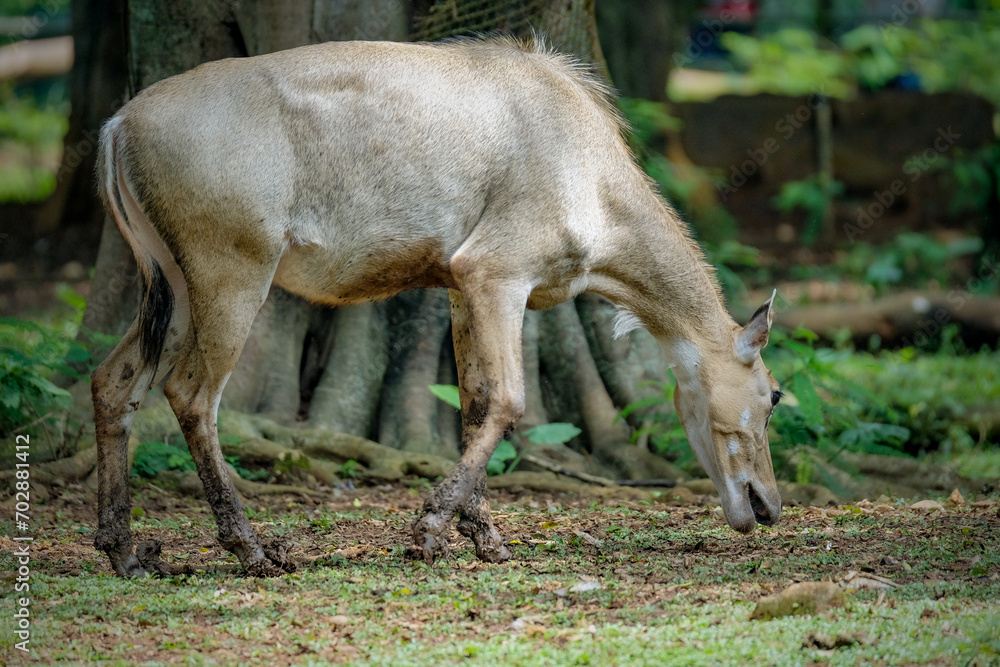 The nilgai (Boselaphus tragocamelus) The nilgai (Boselaphus tragocamelus)