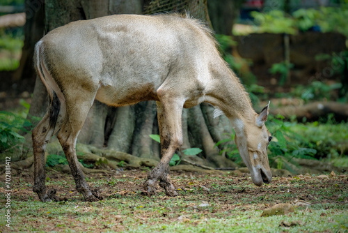 The nilgai (Boselaphus tragocamelus)