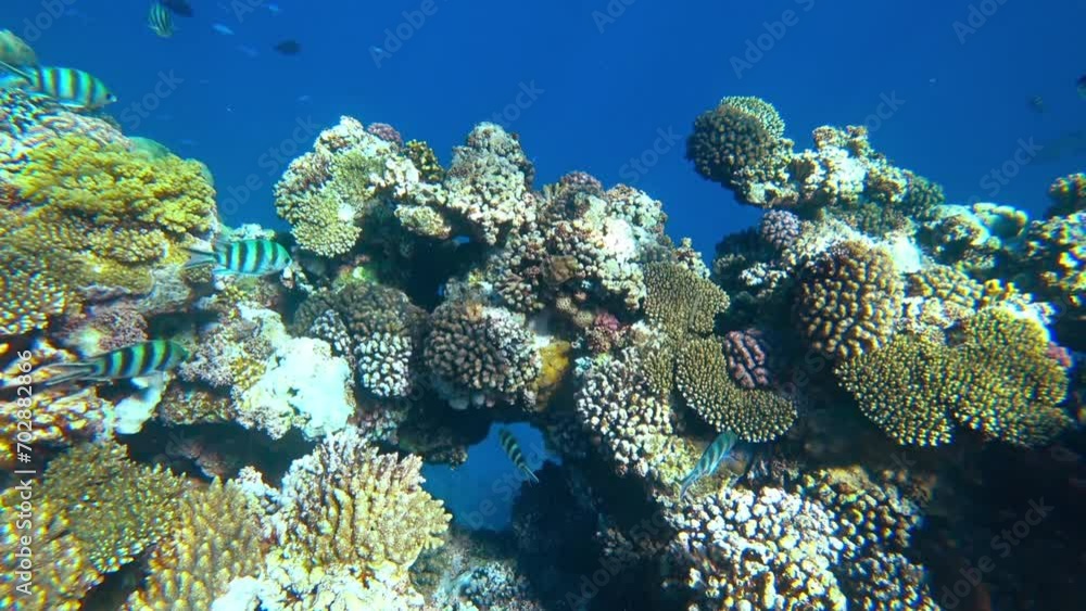 Amazing coral reef and fish Amazing coral reef and fish