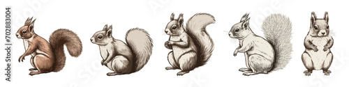 Squirrel illustration in hand draw style. Vector chipmunk. 