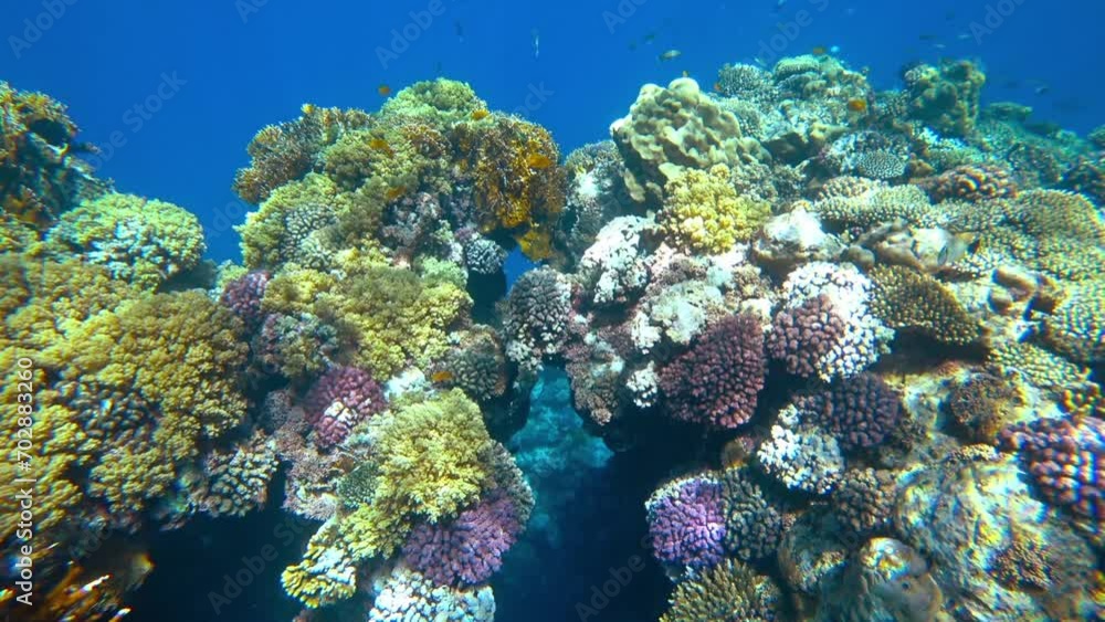 Amazing coral reef and fish Amazing coral reef and fish
