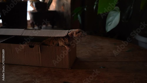 Gray rat in the box on a wooden table.	 photo