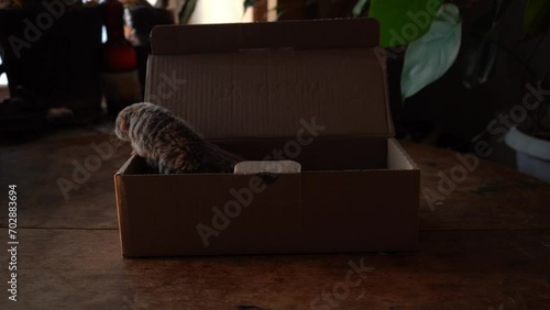 Gray rat in the box on a wooden table. photo