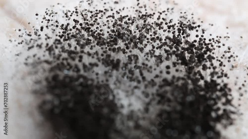 detailed macro footage of black mold on a toast bread, dangerous Aspergillus fumigatus fungus close-up, bokeh  photo