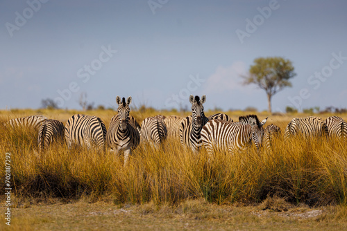 zebras in the savannah