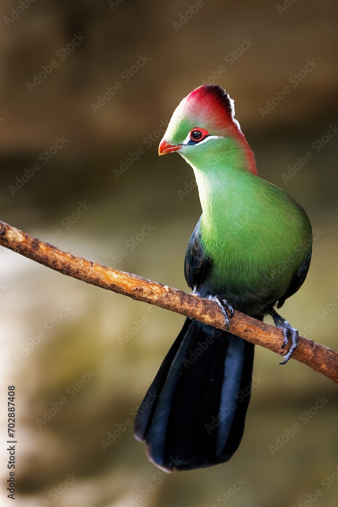 An adult fischer's turaco, tauraco fischeri, perched on a branch. This colourful bird is near threatened in the wild and is endemic to East Africa. - obrazy, fototapety, plakaty 