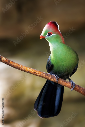 An adult fischer's turaco, tauraco fischeri, perched on a branch. This colourful bird is near threatened in the wild and is endemic to East Africa. © Rixie