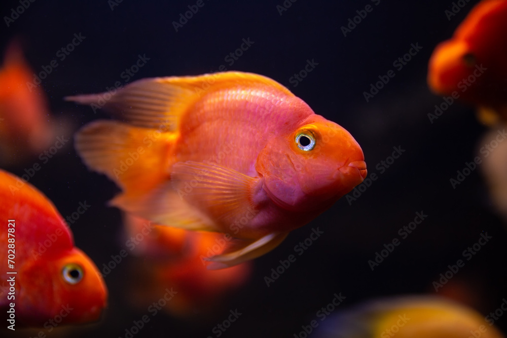 Parrot fish on a dark background. Background with fish. Parrot fish on a dark background. Background with fish.