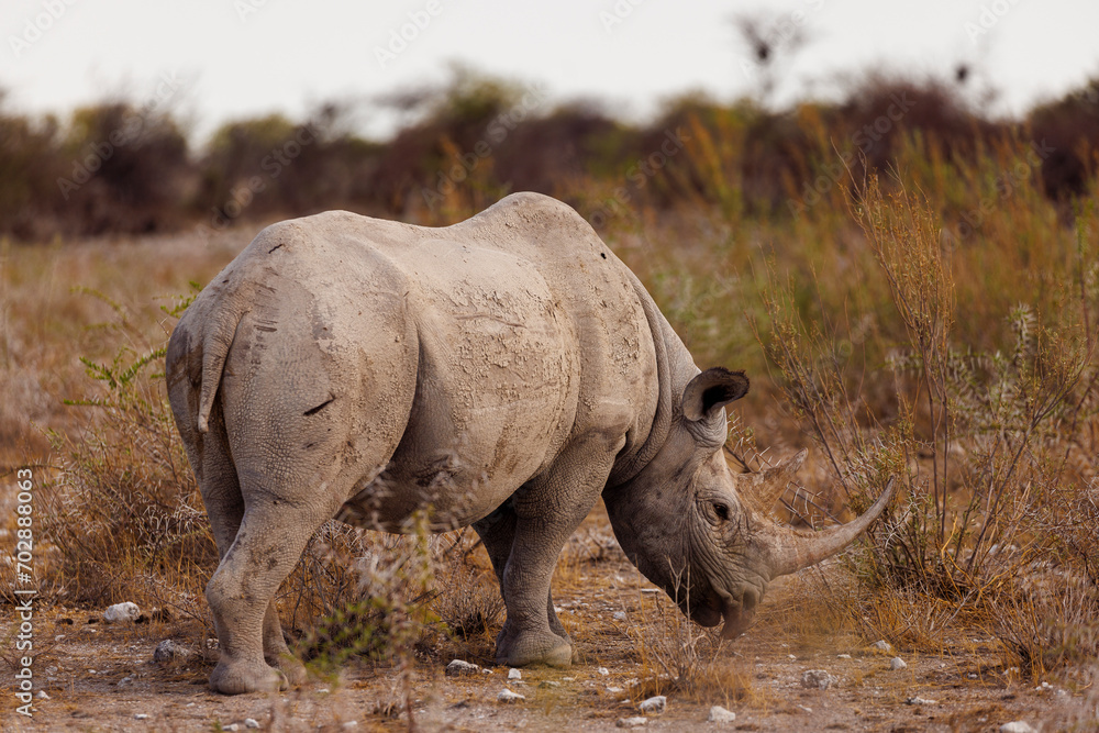 Fototapeta premium Black rhino in the Safari, Africa