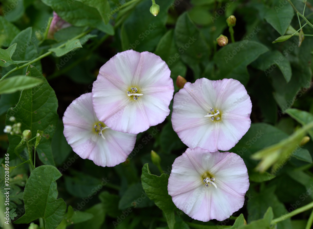 Convolvulus arvensis. Agrum bindweed. Pulchra alba flores in herba. Convolvulus arvensis. Agrum bindweed. Pulchra alba flores in herba.