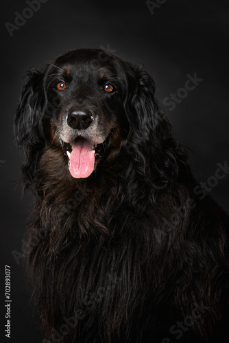 Hovawart dog on black background © DoraZett