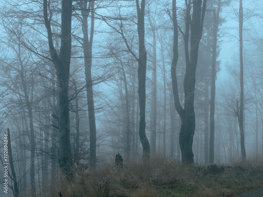 Creepy beech trees forest in Jeseniky mountains at autumn Creepy beech trees forest in Jeseniky mountains at autumn