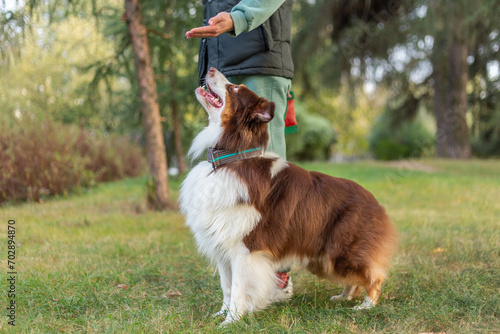 A young red, white and brown Australian Shepherd (aussie) dog stands near the owner and happily looks at his hand, which gives the command. Beautiful park, concept of love, care and education of a dog © Marena Mia