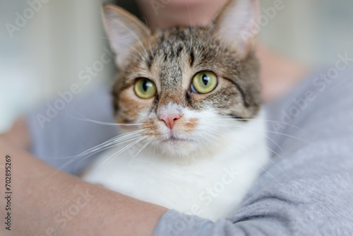 portrait of a cat with a hand