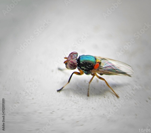 a fly sitting on a table with a white background next to it