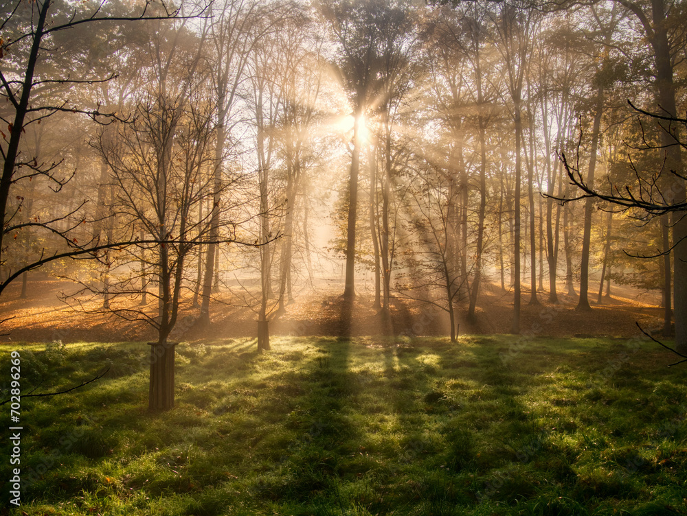 Fototapeta premium Mysterious foggy forest during autumn day