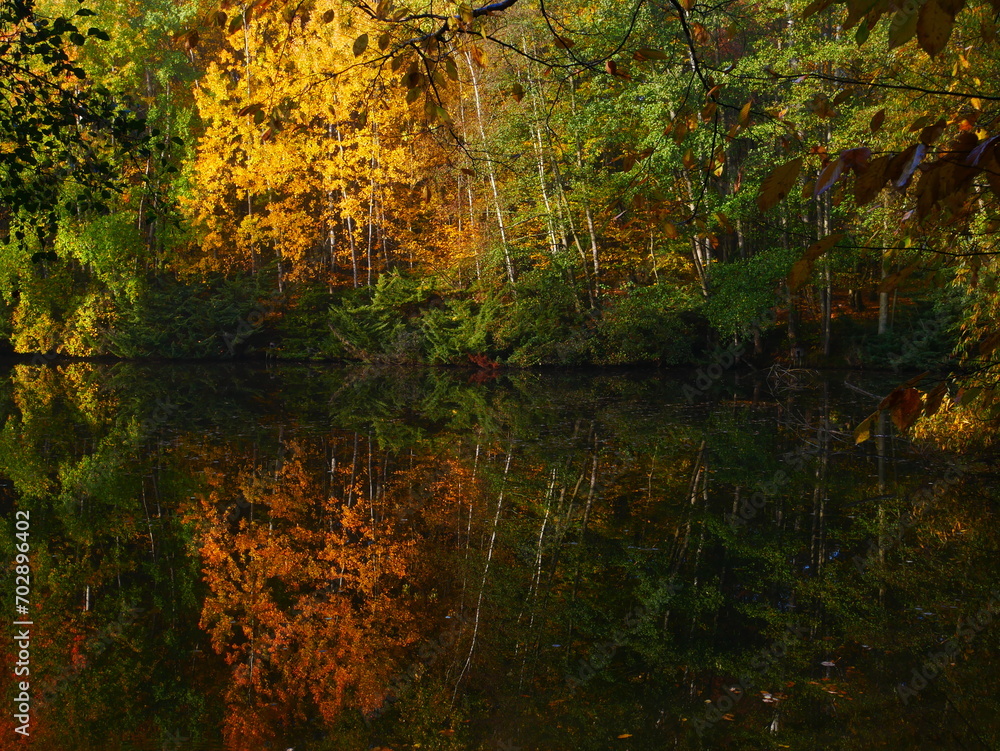 Mysterious foggy forest with reflexion on a watter surface during autumn day Mysterious foggy forest with reflexion on a watter surface during autumn day