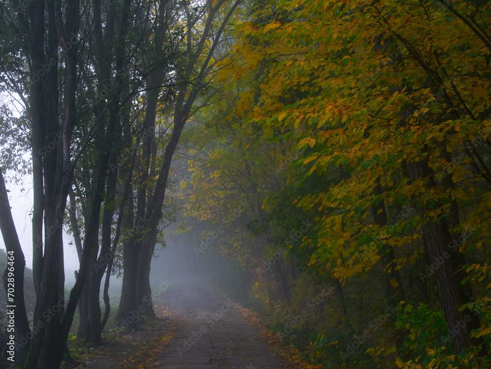 Mysterious foggy forest with forest road during autumn day