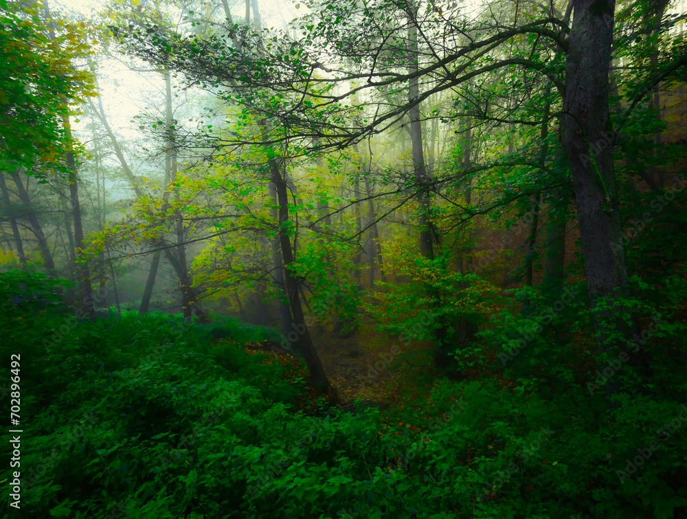 Mysterious foggy forest during autumn day