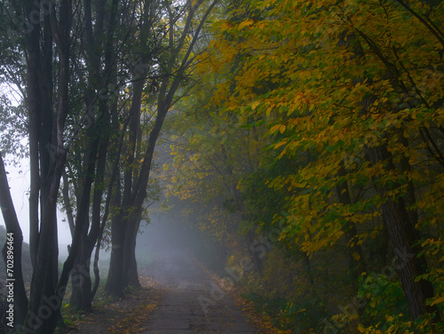 Mysterious foggy forest with forest road during autumn day