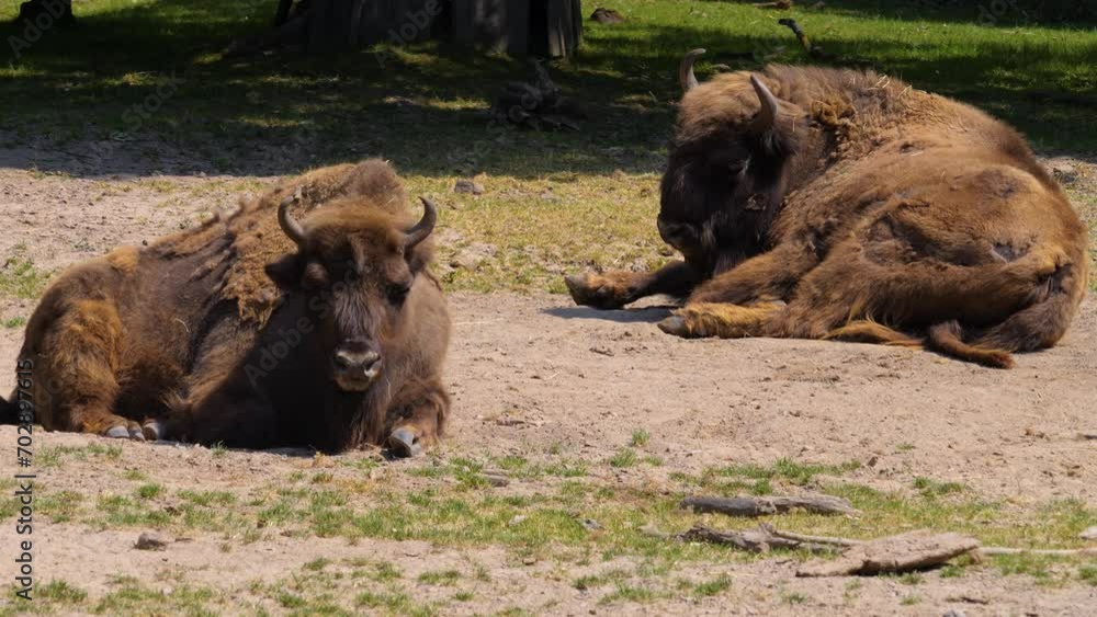 Close up of Bisons relaxing on a hot , sunny day on a meadow Close up of Bisons relaxing on a hot , sunny day on a meadow