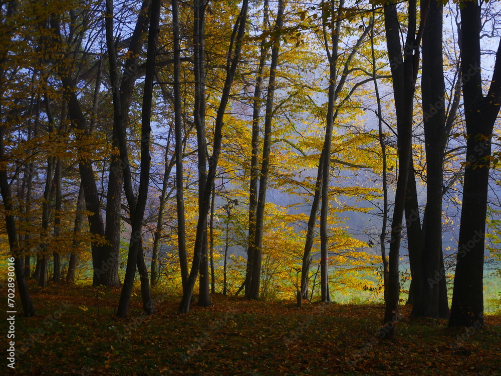 Obraz premium Mysterious foggy forest during autumn day
