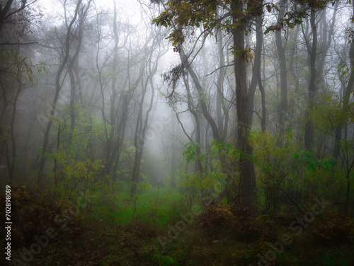 Mysterious foggy forest during autumn day © Jansk