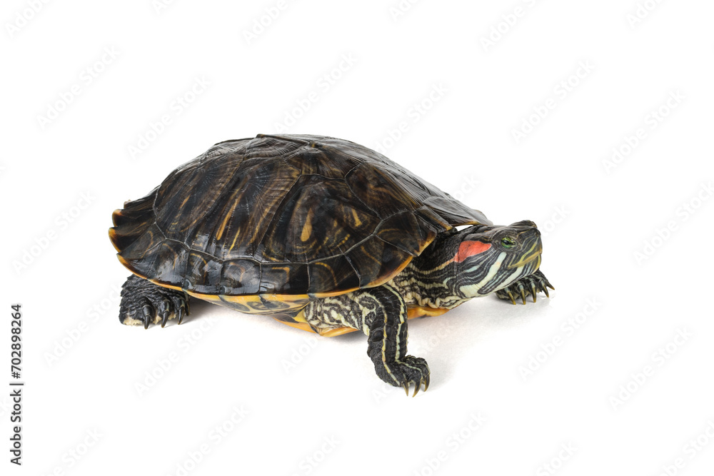 A creeping red-eared turtle isolated on a white background. A creeping red-eared turtle isolated on a white background.