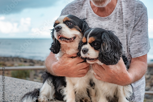 Fototapeta Naklejka Na Ścianę i Meble -  Close up portrait of two cavalier king charles dogs sitting close to the beach with their owner. Best friend forever concept